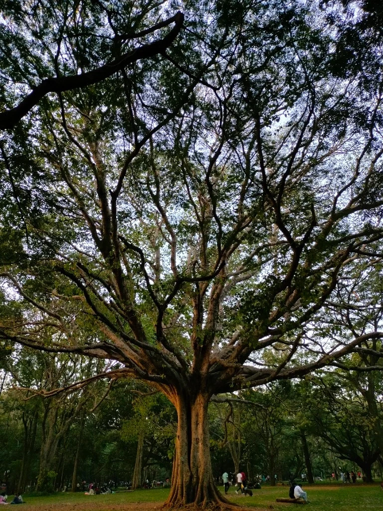 Nature's Eternal Narratives