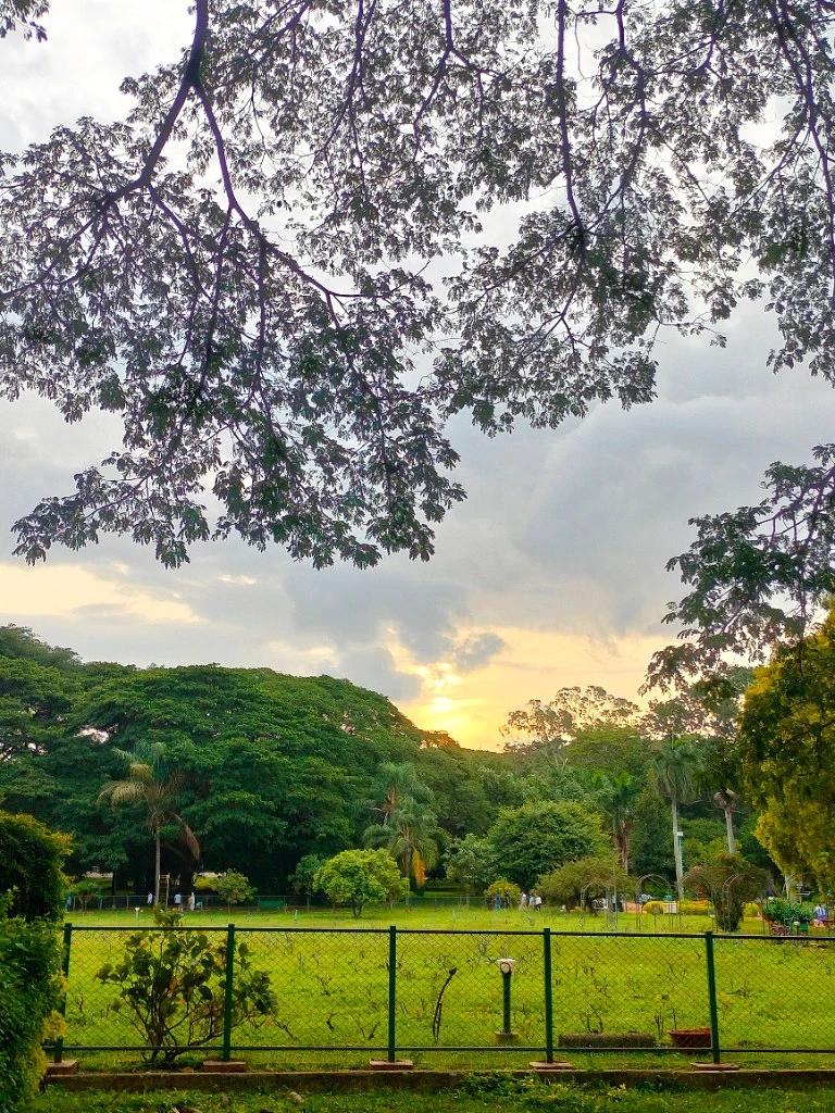 Golden Hour Canopy