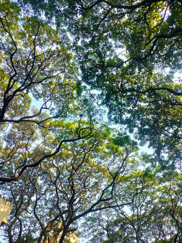 Nature's Ceiling