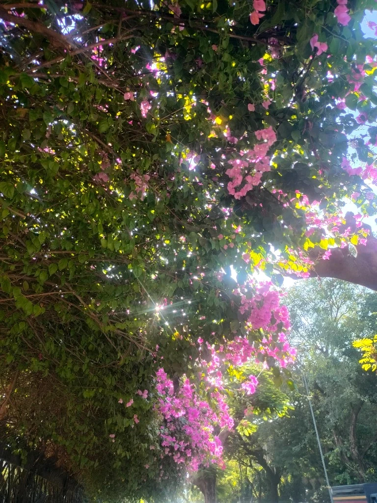 Sun-Drenched Bougainvillea
