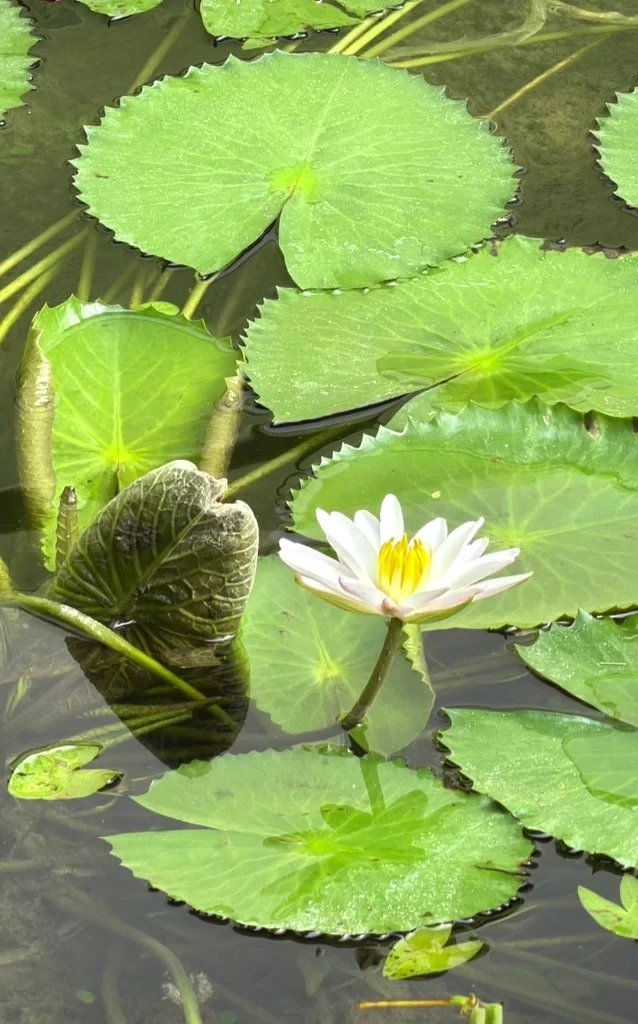 Serene Water Lily